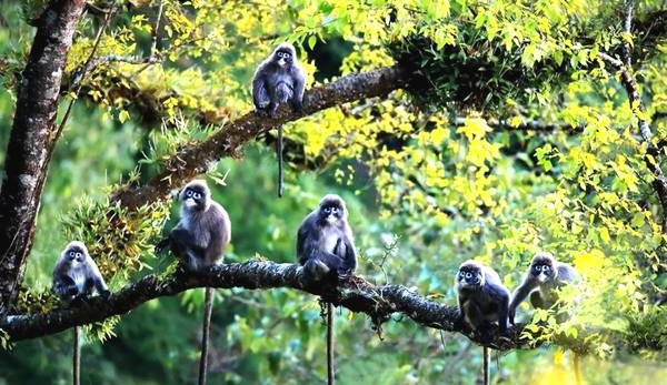 广西陇邓黑叶猴自然保护小区
